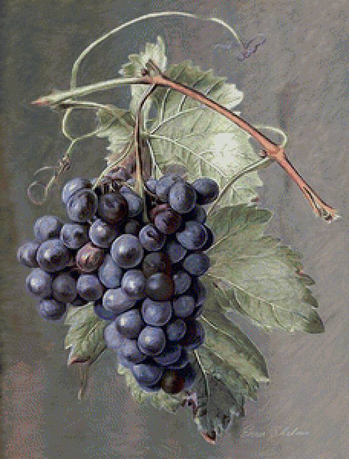 Виноград - предпросмотр