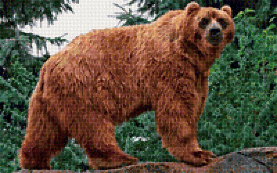 Медведь - предпросмотр
