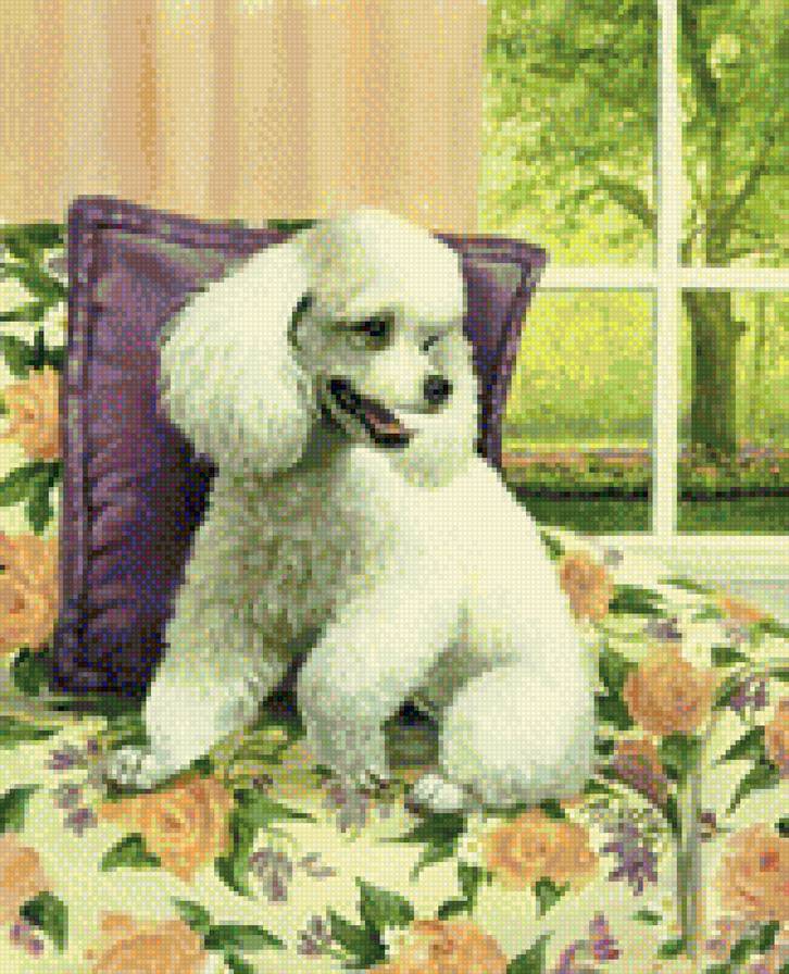 0244 - красота, животные, собака, природа, картина - предпросмотр