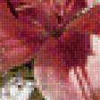 Предпросмотр схемы вышивки «лилии» (№1126385)