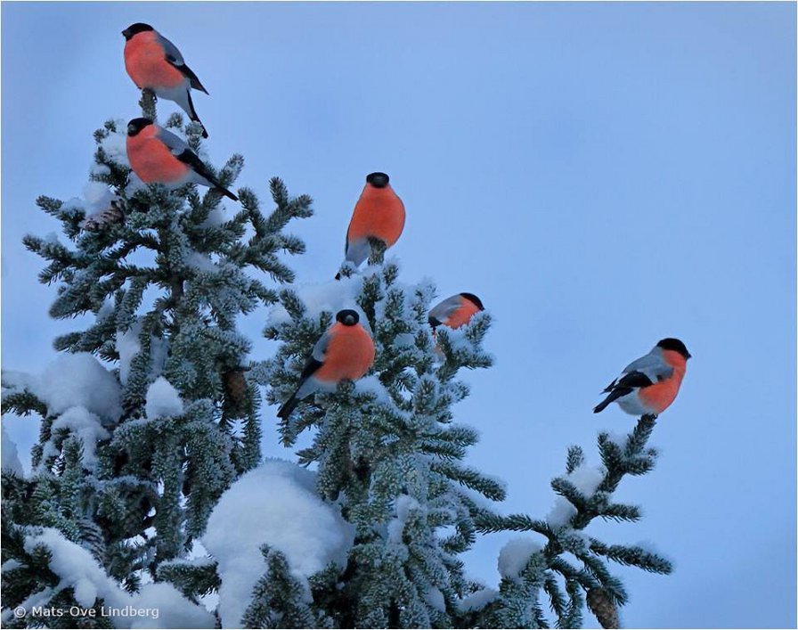 №1126448 - оригинал