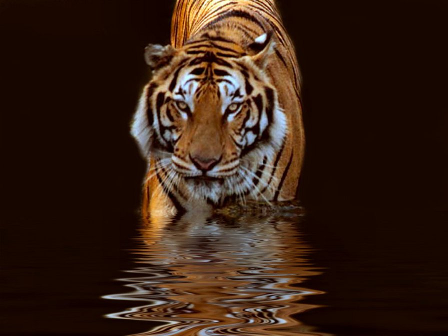 Тигр для сына - тигр, животные - оригинал