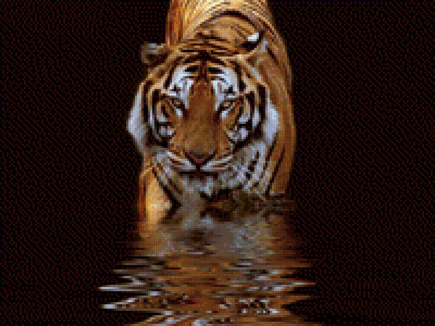 Тигр для сына - животные, тигр - предпросмотр