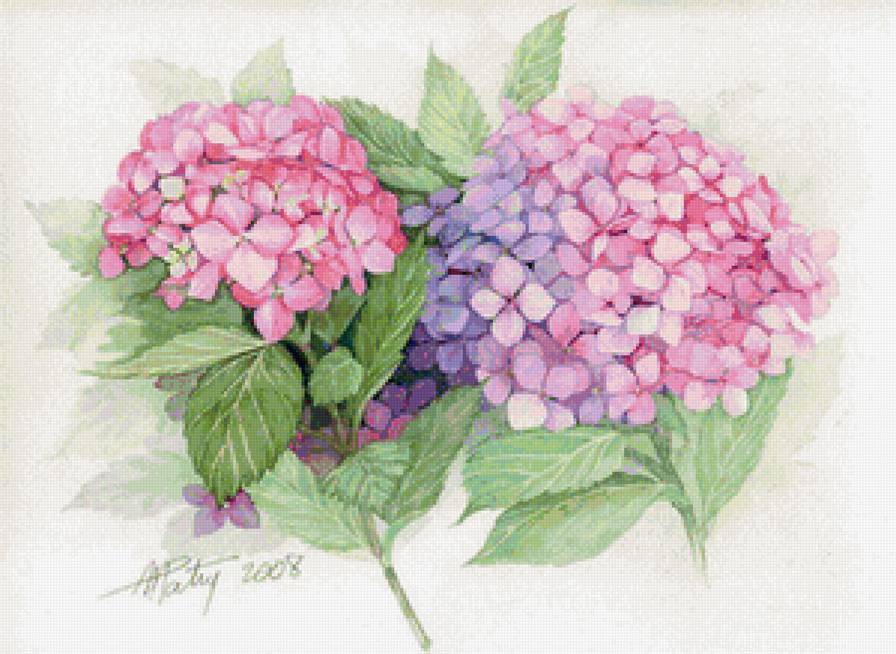 Гортнезия - цветы, гортензия - предпросмотр