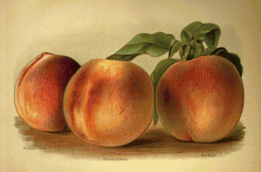 кухня - персики, фрукты - предпросмотр