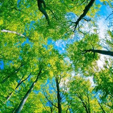 Схема вышивки «лес»