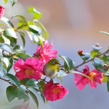 Схема вышивки «№1127776»