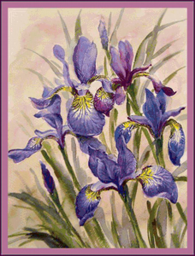 Ирисы - букет, ирисы, цветы - предпросмотр