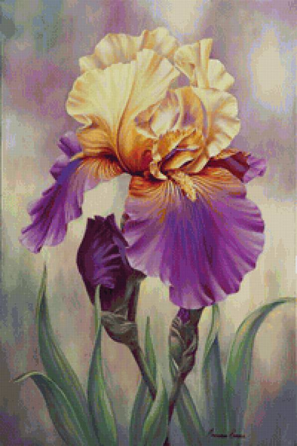 Ирис - ирисы, букет, цветы - предпросмотр