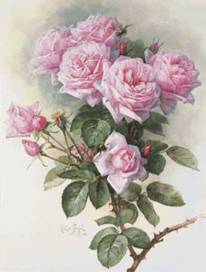 Розовые розы - букет, розы - предпросмотр