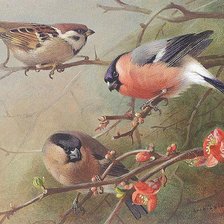 Схема вышивки «Птички на ветке»