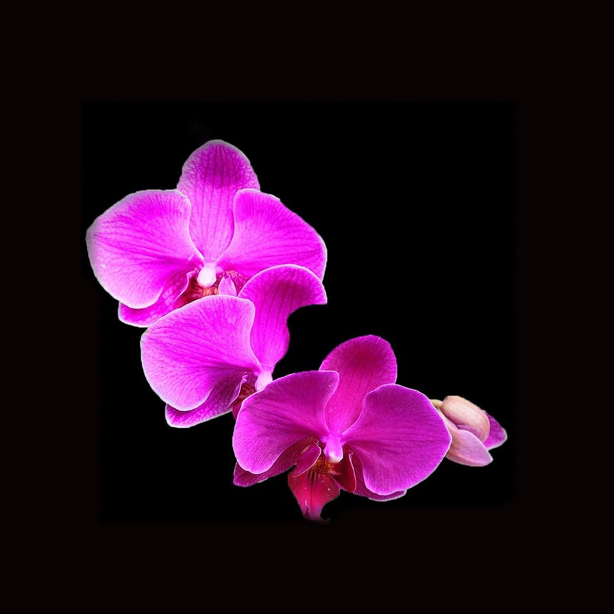 Орхидея - орхидея цветы - оригинал