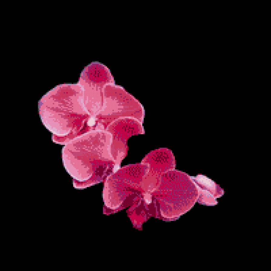 Орхидея - орхидея цветы - предпросмотр
