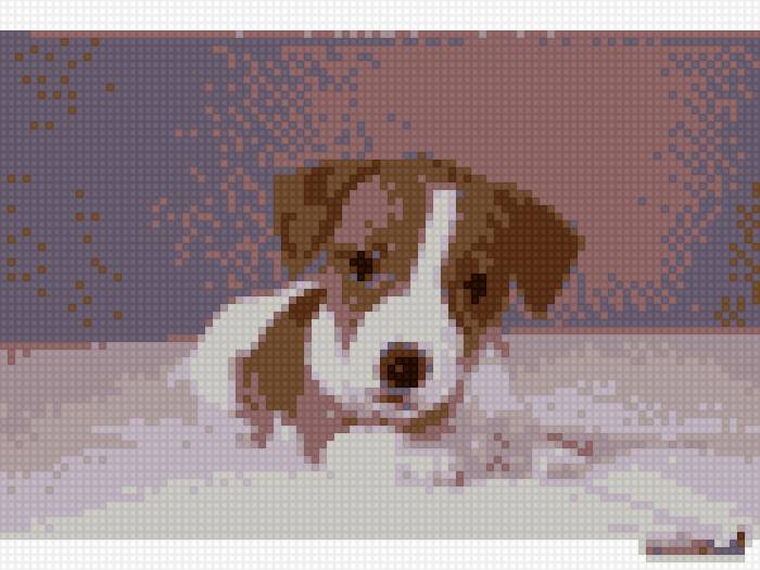 Собака - собакы джек рассел терьер - предпросмотр