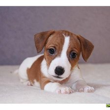 Схема вышивки «Собака»