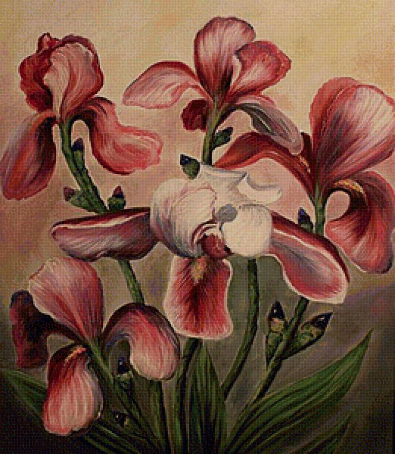 Ирисы - цветы, ирис, ирисы - предпросмотр