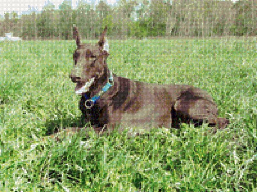 Доберман - доберман, собака - предпросмотр