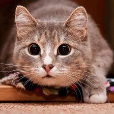 Схема вышивки «Котик»