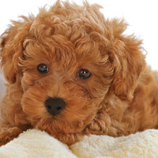 Схема вышивки «Собачка»