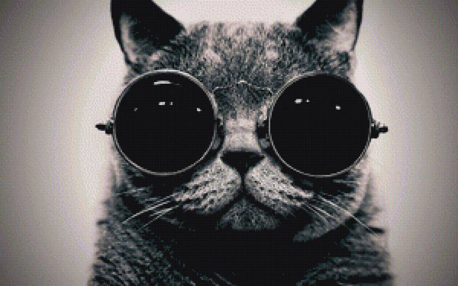 Котейка в очках - животные, очки, кот - предпросмотр