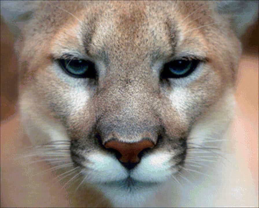 Львица - животные - предпросмотр