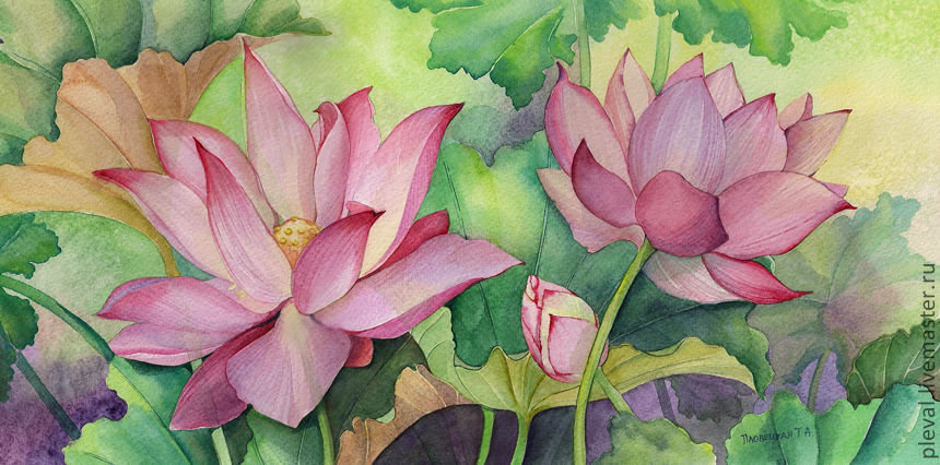 Цветы лотоса - цветы, лотос, природа - оригинал