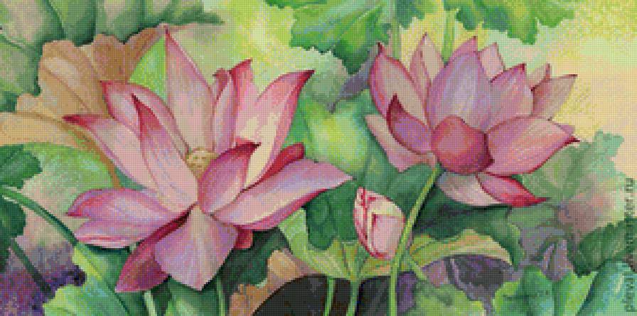 Цветы лотоса - природа, цветы, лотос - предпросмотр