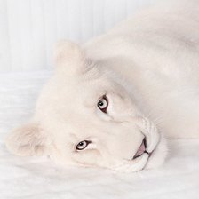 Схема вышивки «Львица»