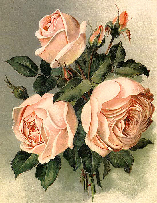 Винтажные розы - букеты, цветы - оригинал