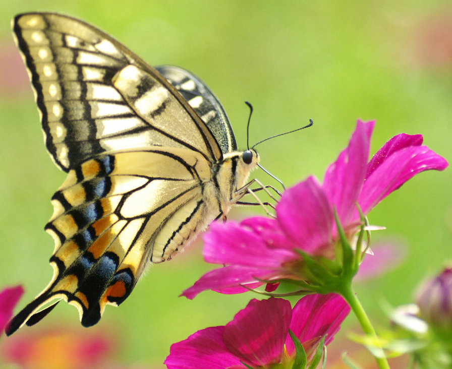 бабочка на цветке - оригинал