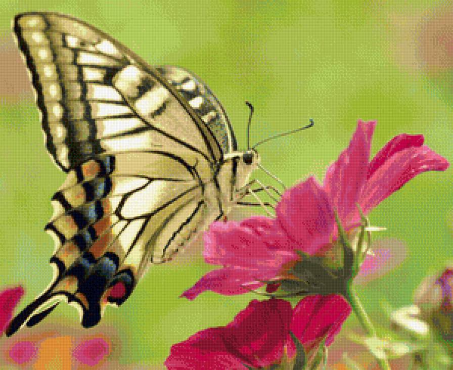 бабочка на цветке - предпросмотр