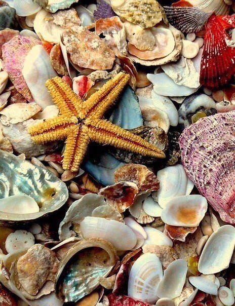 Ракушки - ракушки, отдых, пляж - оригинал