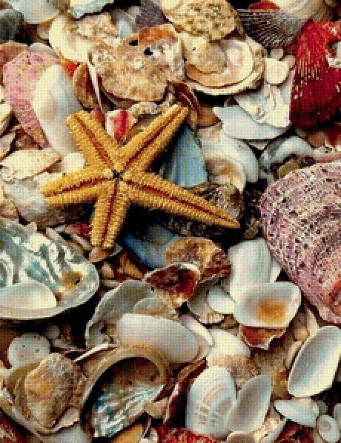 Ракушки - пляж, отдых, ракушки - предпросмотр