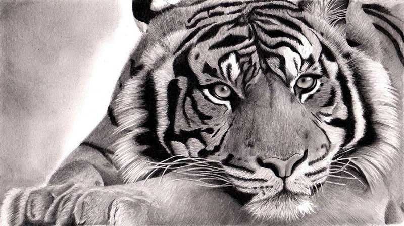 тигр - животные, тигры, тигр - оригинал