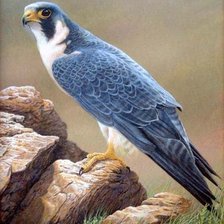 Схема вышивки «№1131187»