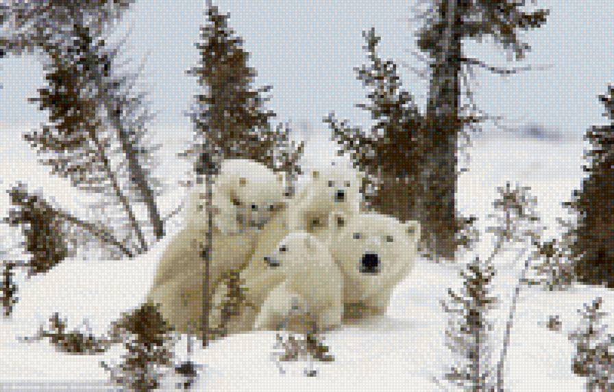 семья белых медведей - хищники, лес - предпросмотр