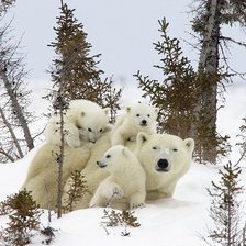 семья белых медведей