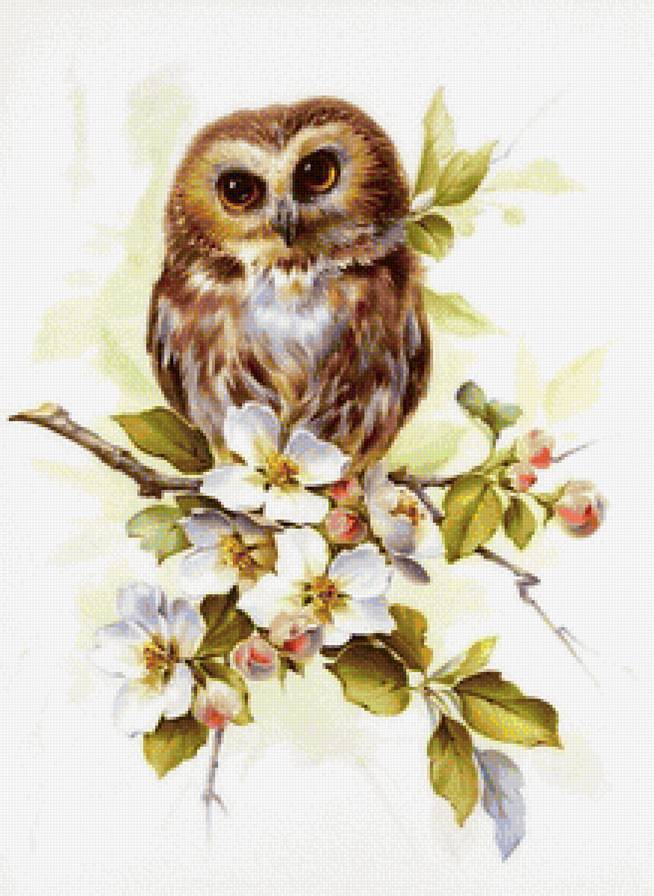 сова - животные, птицы, совы - предпросмотр