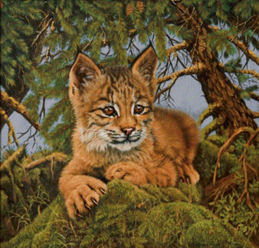 маленький рысенок - хищник, рысь - предпросмотр