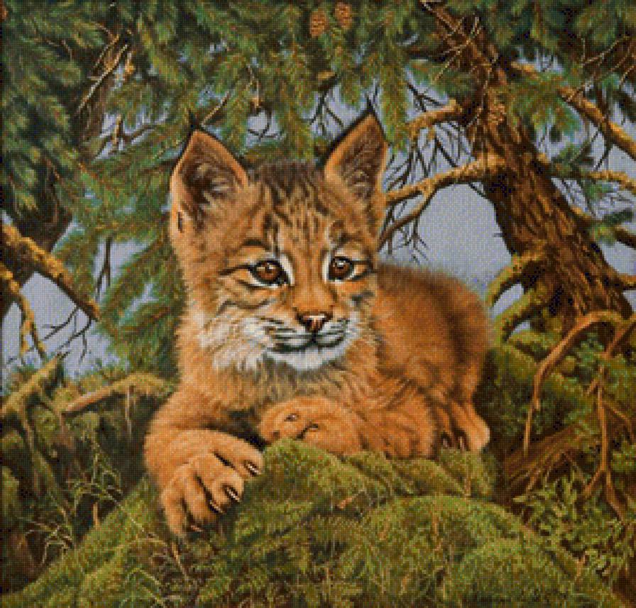 рысенок - рысь, дикая кошка, хищник - предпросмотр