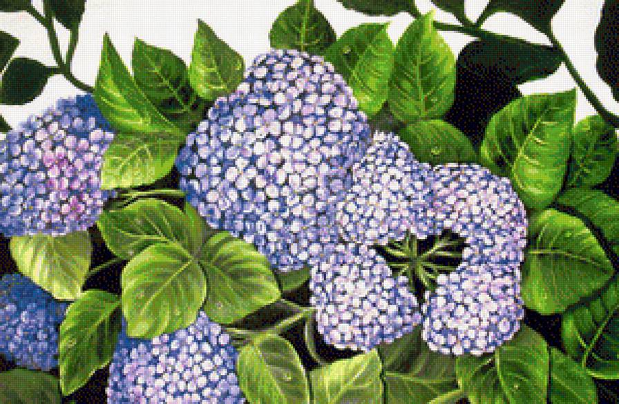Гортензия - букет, цветок, цветы - предпросмотр