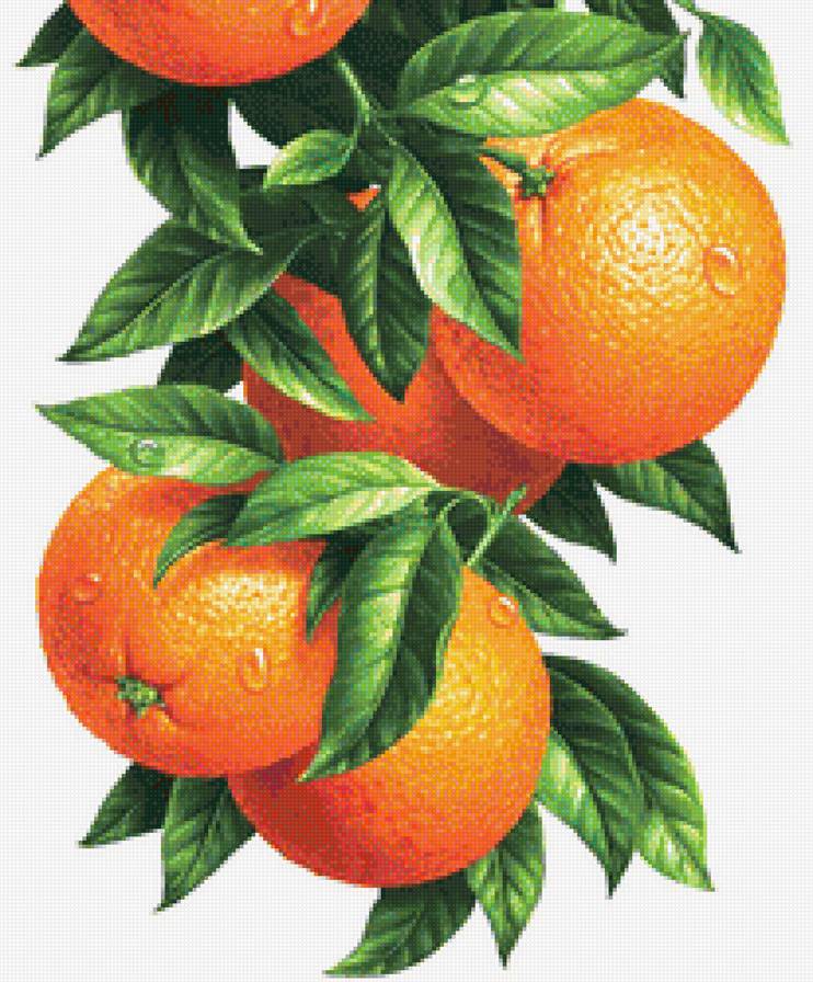 Апельсины - на кухню, апельсин, цитрус - предпросмотр