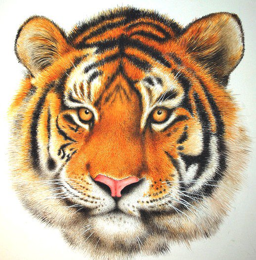Тигр - дикие кошки, животные - оригинал