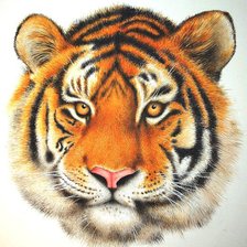 Оригинал схемы вышивки «Тигр» (№1132216)