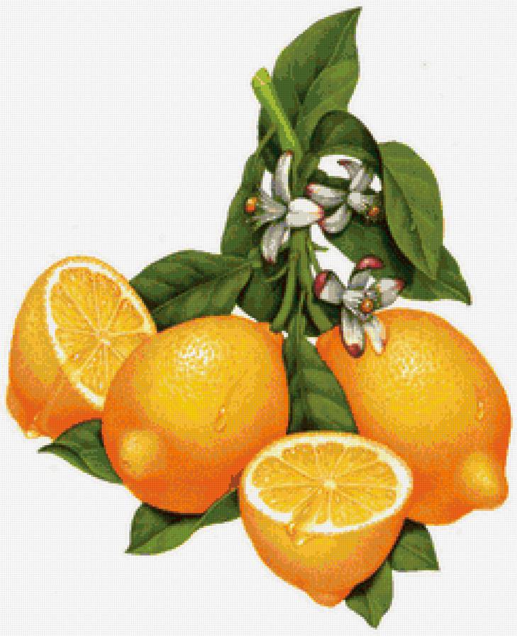 Лимон - на кухню, лимон - предпросмотр