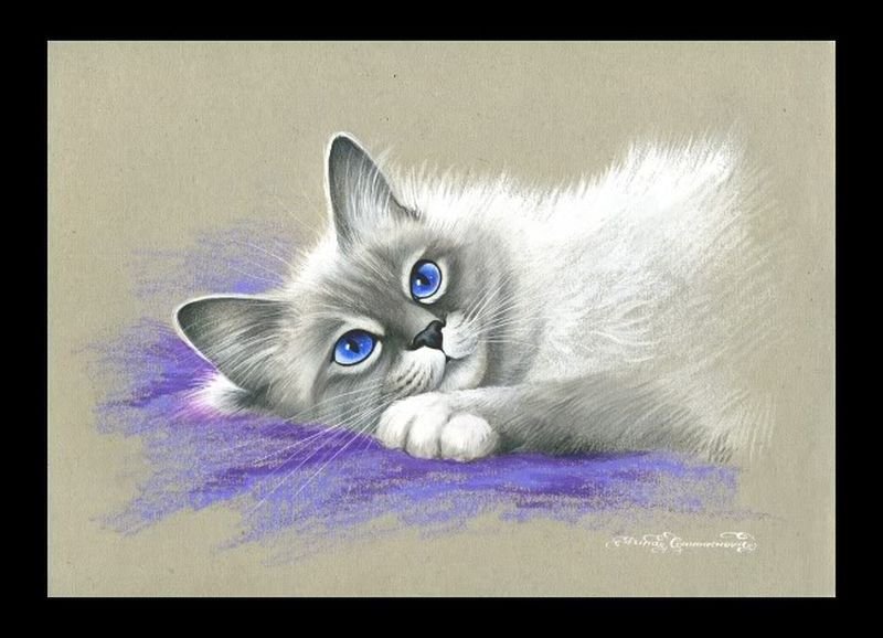 Голубоглазое чудо - коты - оригинал