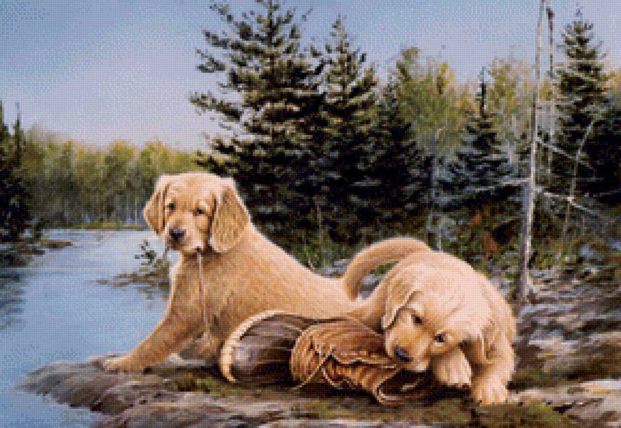 Животные - животные, природа, собаки - предпросмотр