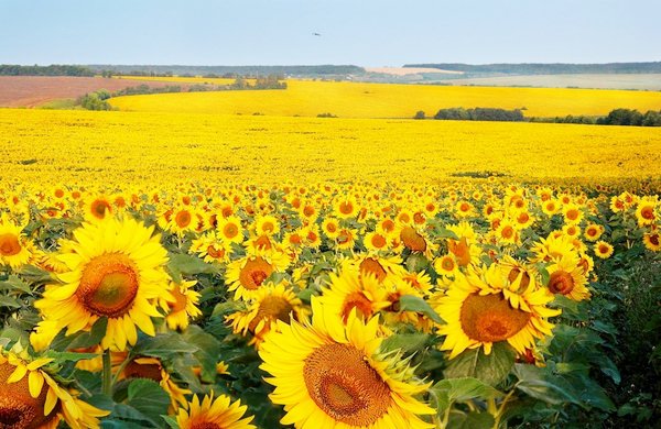 Подсолнухи - оригинал