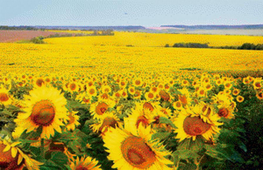 Подсолнухи - предпросмотр