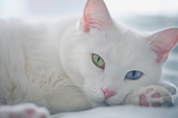 Белая кошка - глаза, кошка, кот - оригинал